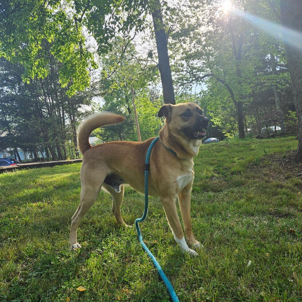 Enlarge Charlie, a Adoptable mixed breed in Columbus, NC image 2/4