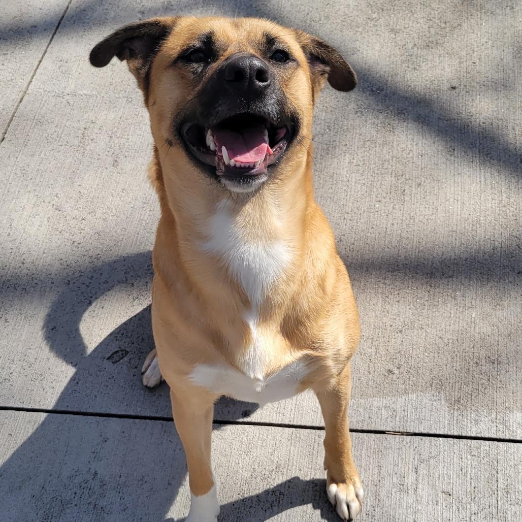 Enlarge Charlie, a Adoptable mixed breed in Columbus, NC image 2/2