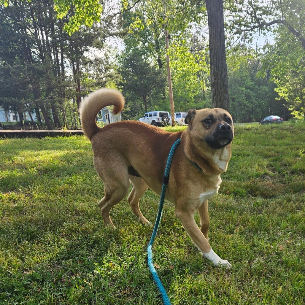 Enlarge Charlie, a Adoptable mixed breed in Columbus, NC image 4/4