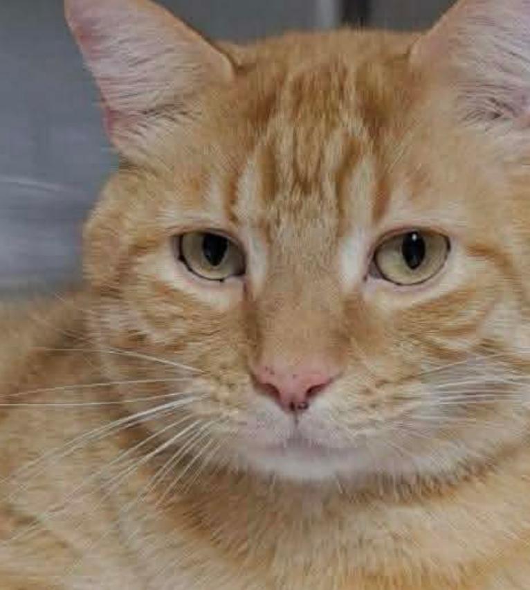 Garfield, a Adoptable Tabby in Clarksville, TN image 2/5