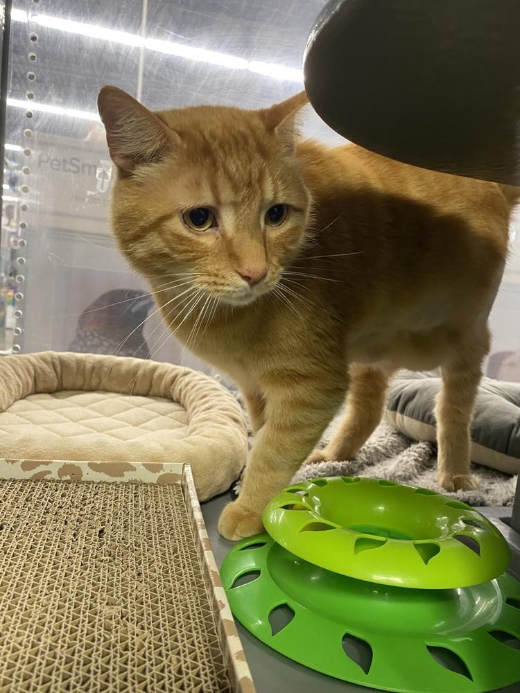 Garfield, a Adoptable Tabby in Clarksville, TN image 4/5