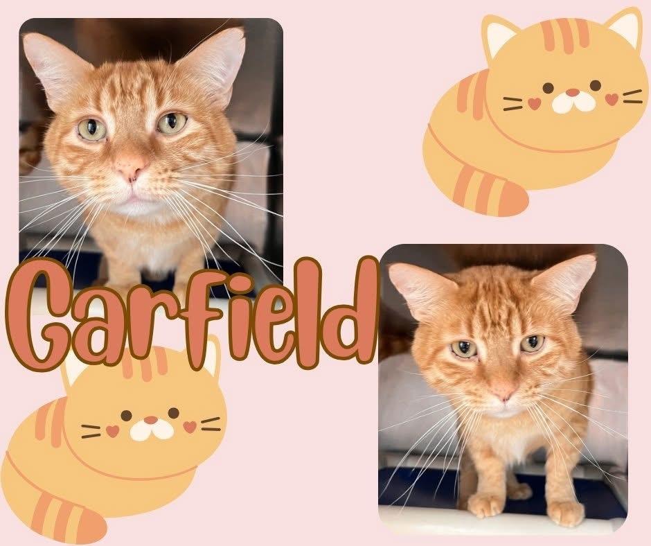 Garfield, a Adoptable Tabby in Clarksville, TN image 5/5