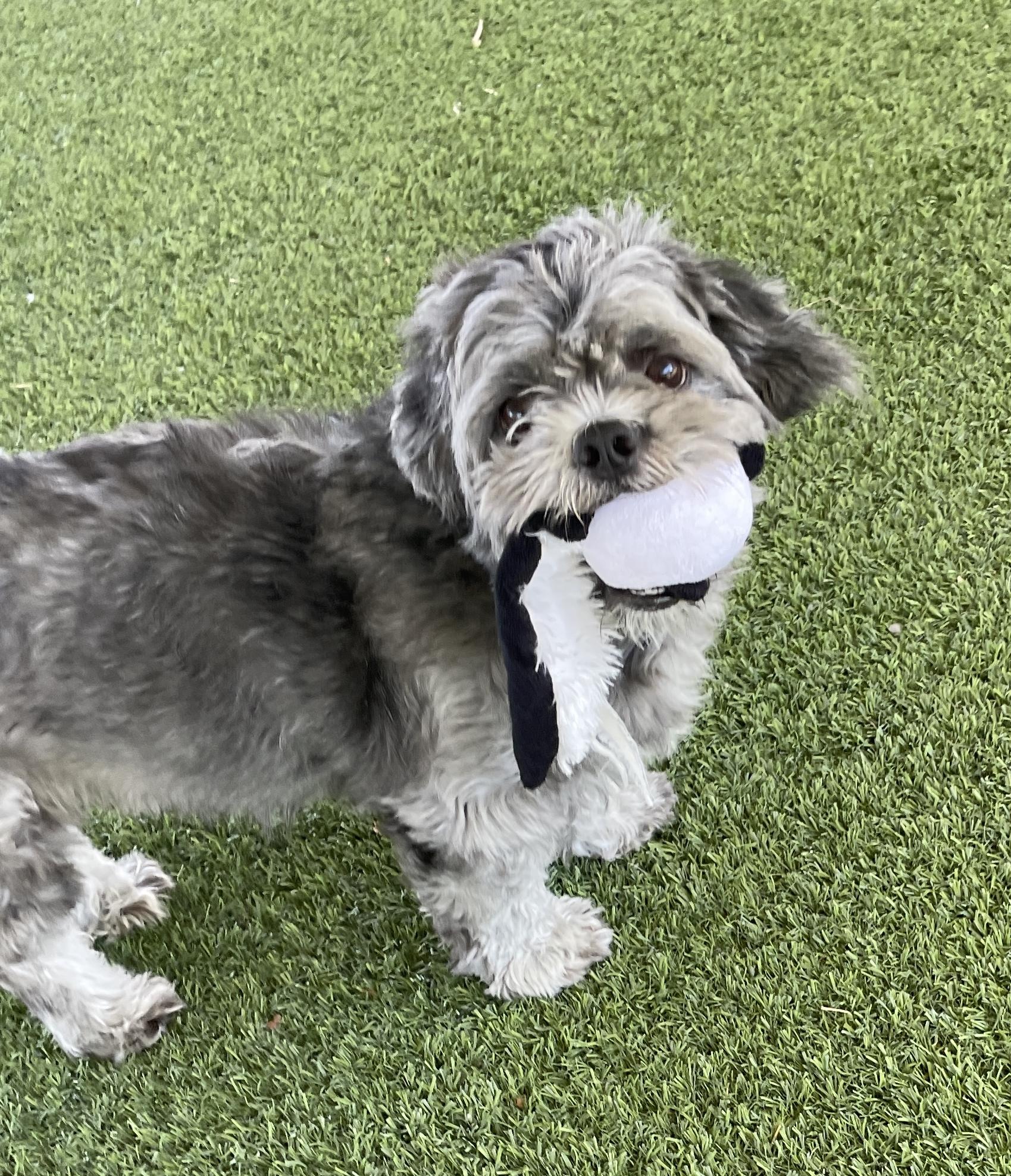Oscar, an adoptable Shih Tzu in El Paso, TX, 79821 | Photo Image 2