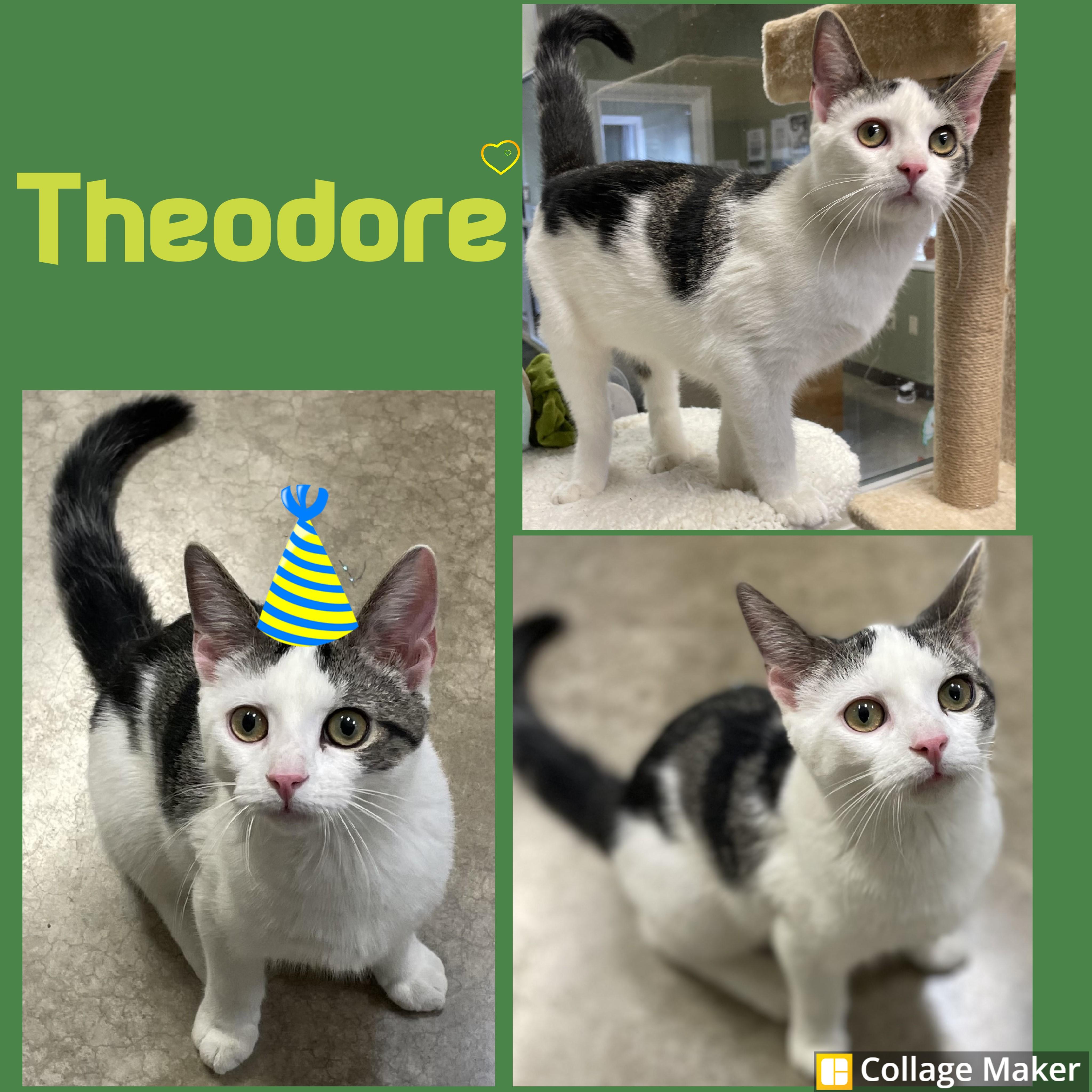 Enlarge Theodore, a Adoptable mixed breed in Clearfield, PA image 1/1