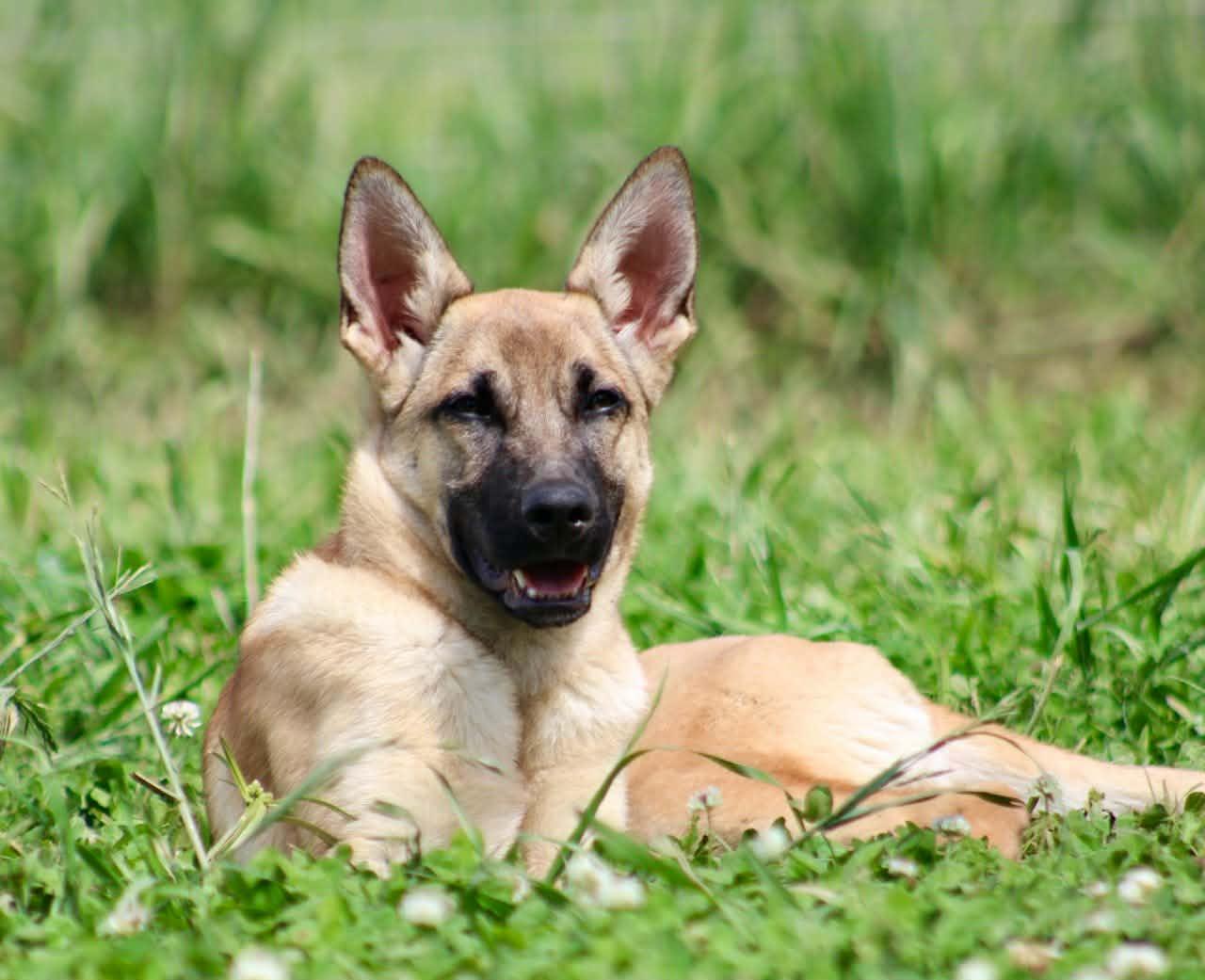 Enlarge Kaylee!, a ADOPTABLE mixed breed in Roseville, CA image 2/6