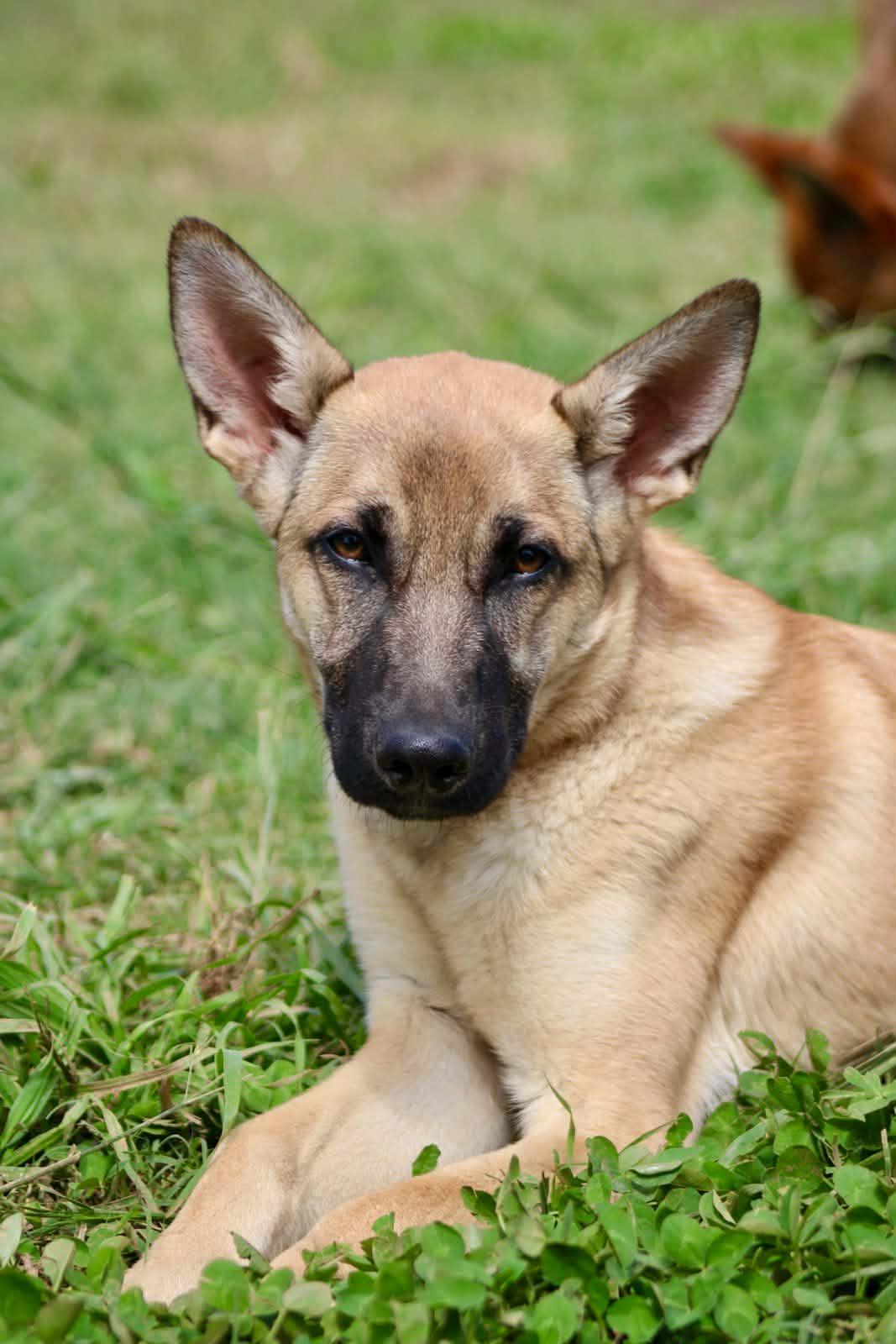 Enlarge Kaylee!, a ADOPTABLE mixed breed in Roseville, CA image 6/6