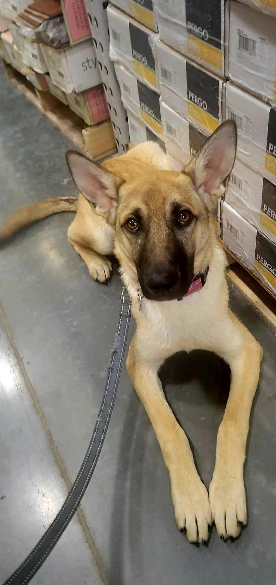 Kaylee!, ADOPTABLE, Puppy Female Shepherd.