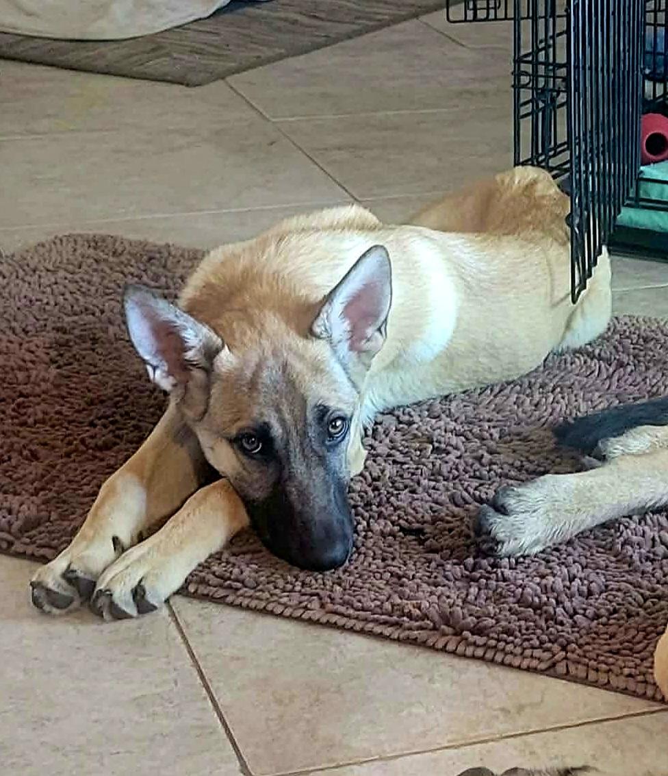Enlarge Kaylee!, a ADOPTABLE mixed breed in Roseville, CA image 3/6