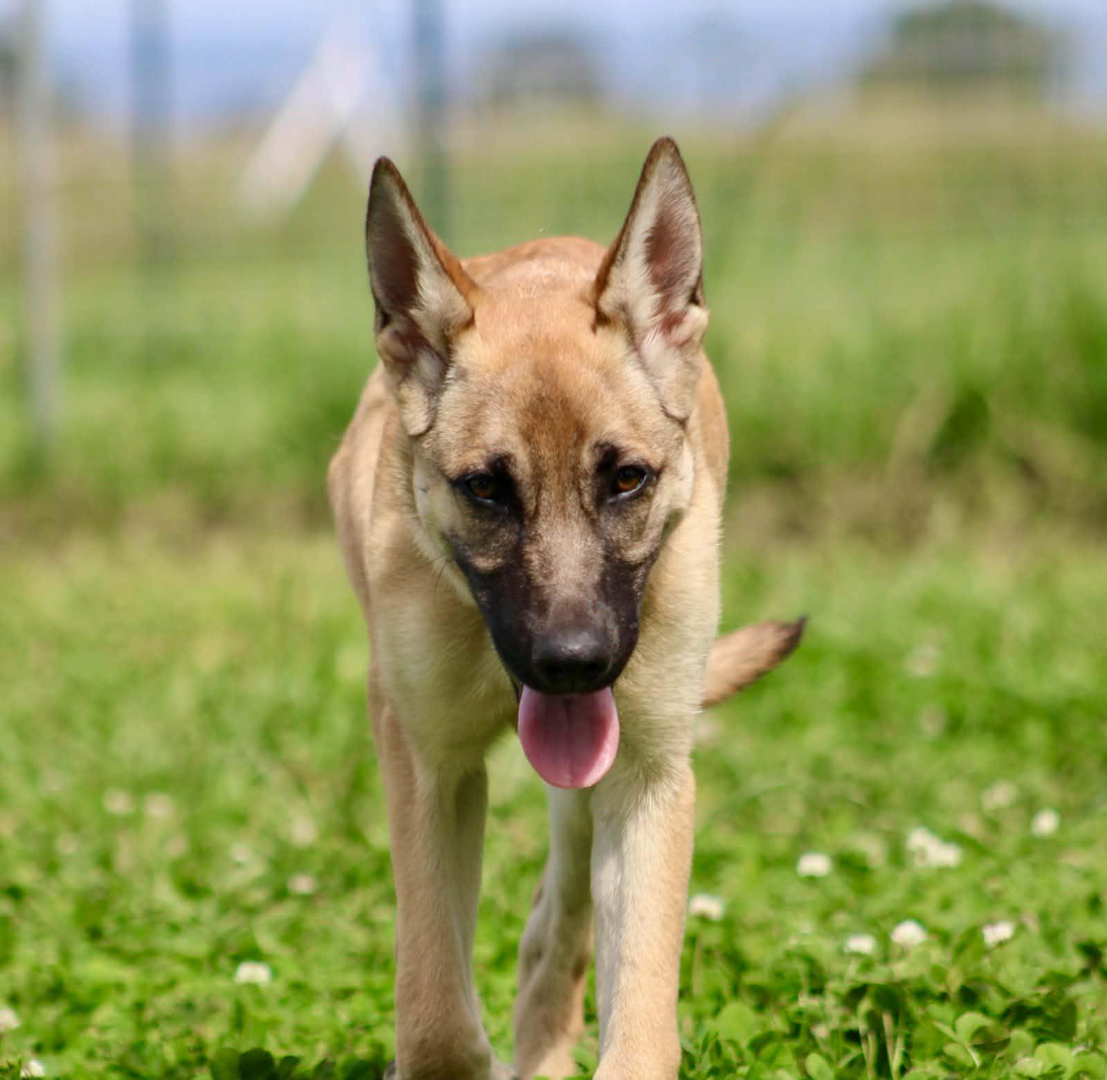 Enlarge Kaylee!, a ADOPTABLE mixed breed in Roseville, CA image 4/6