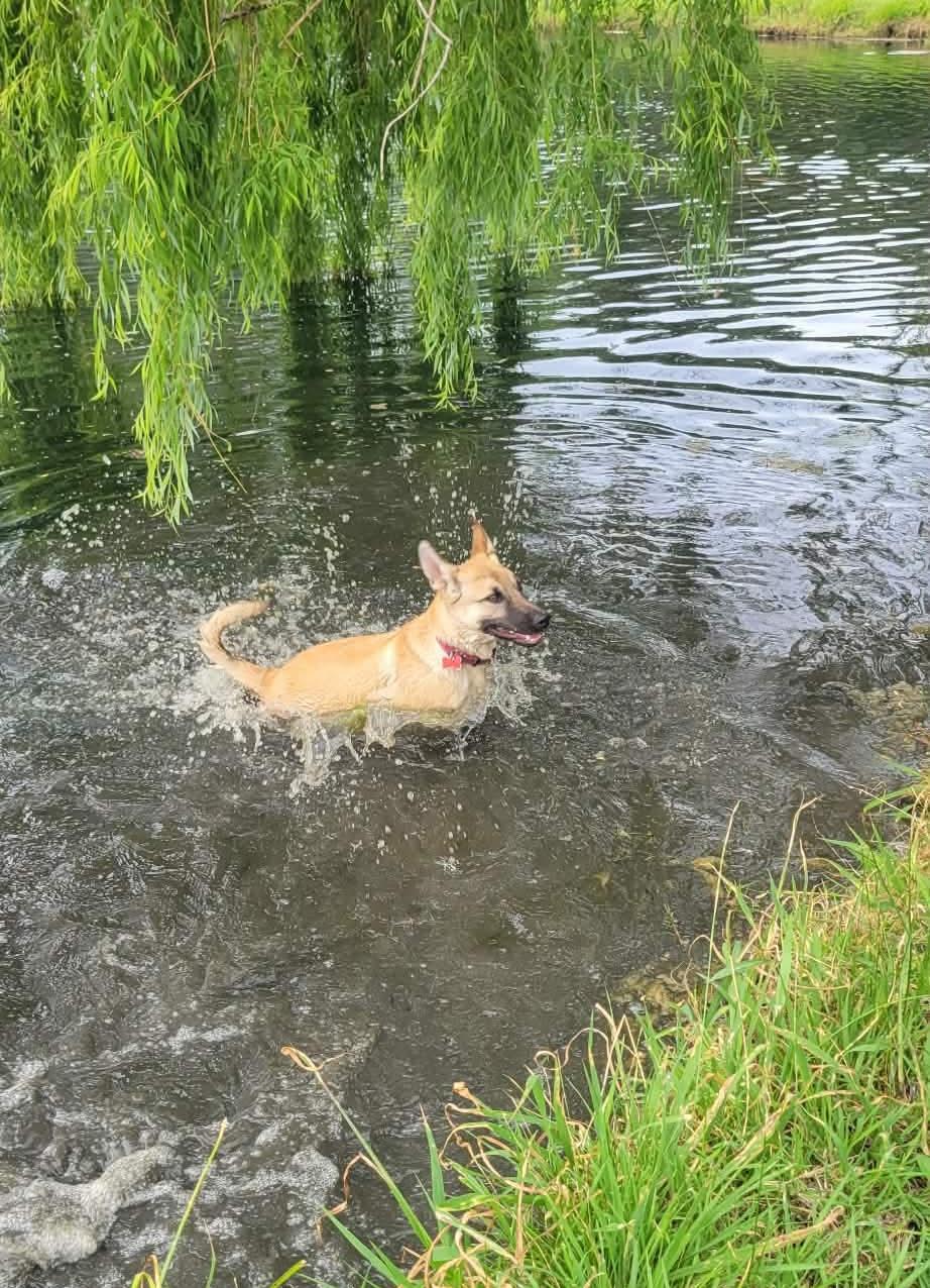 Enlarge Kaylee!, a ADOPTABLE mixed breed in Roseville, CA image 5/6