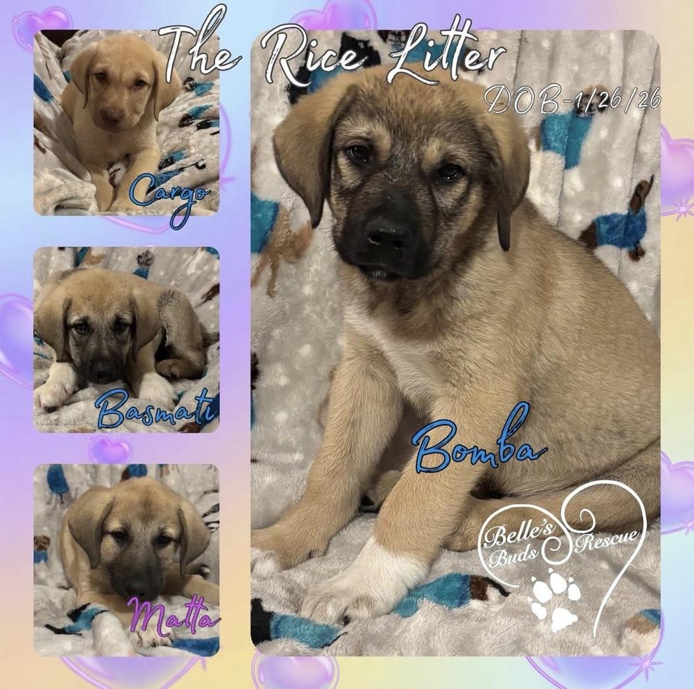 Enlarge Bomba, a Adoptable mixed breed in Brookshire, TX image 1/6