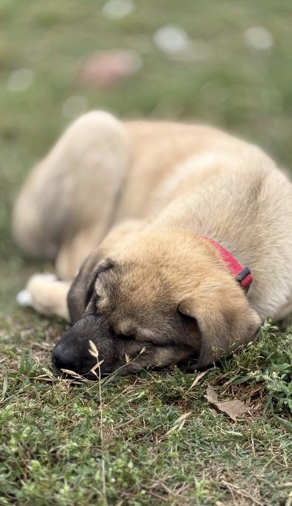 Enlarge Bomba, a Adoptable mixed breed in Brookshire, TX image 2/6