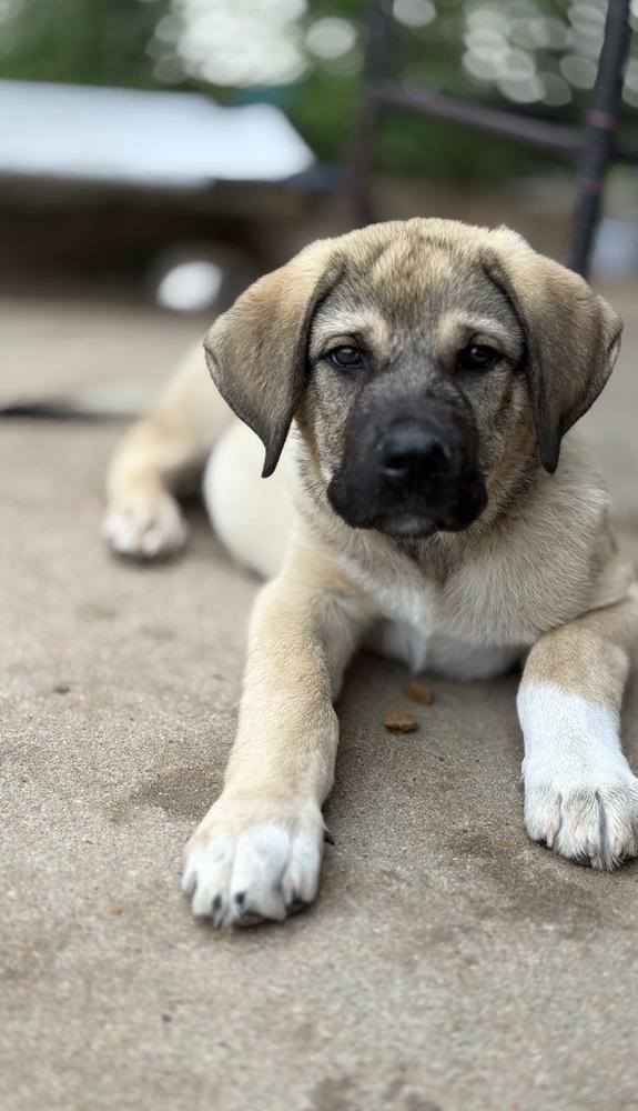 Enlarge Bomba, a Adoptable mixed breed in Brookshire, TX image 3/6