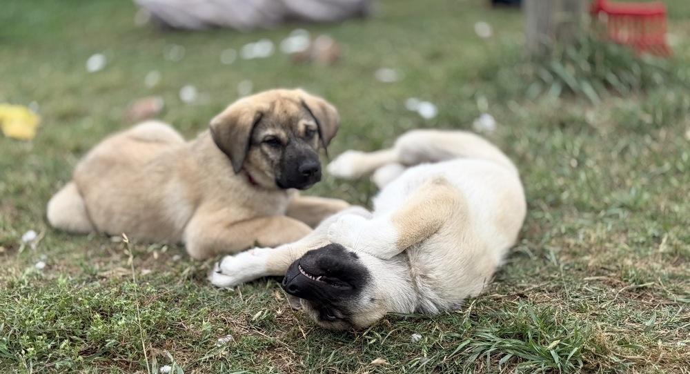 Enlarge Bomba, a Adoptable mixed breed in Brookshire, TX image 4/6
