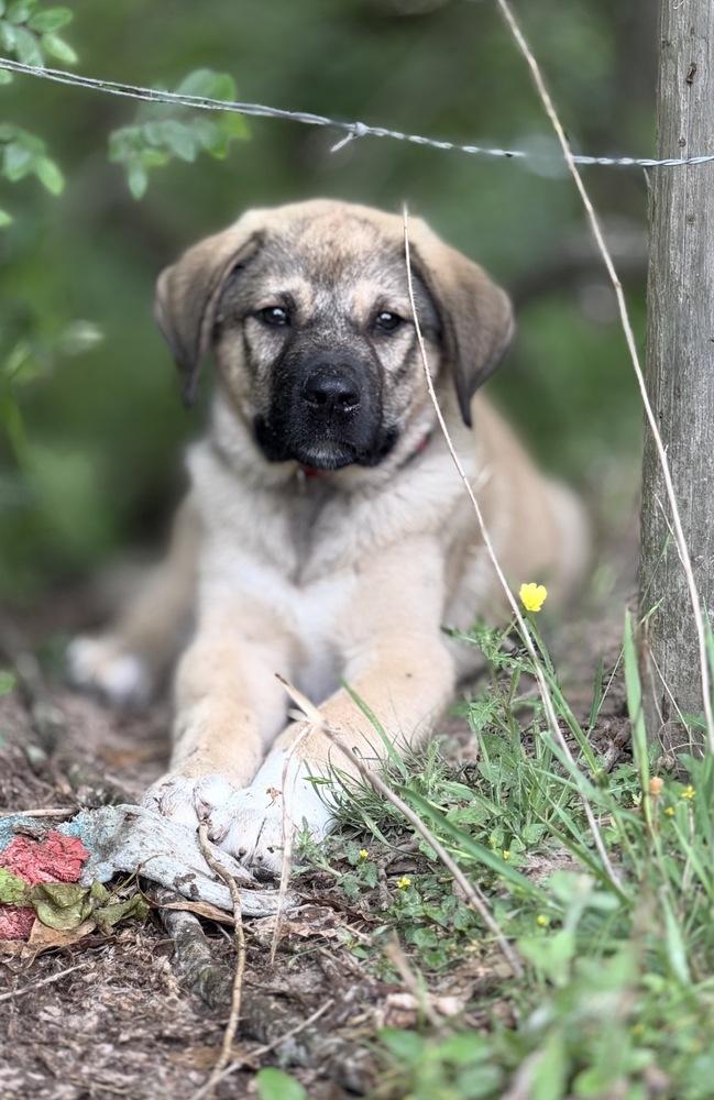 Enlarge Bomba, a Adoptable mixed breed in Brookshire, TX image 6/6