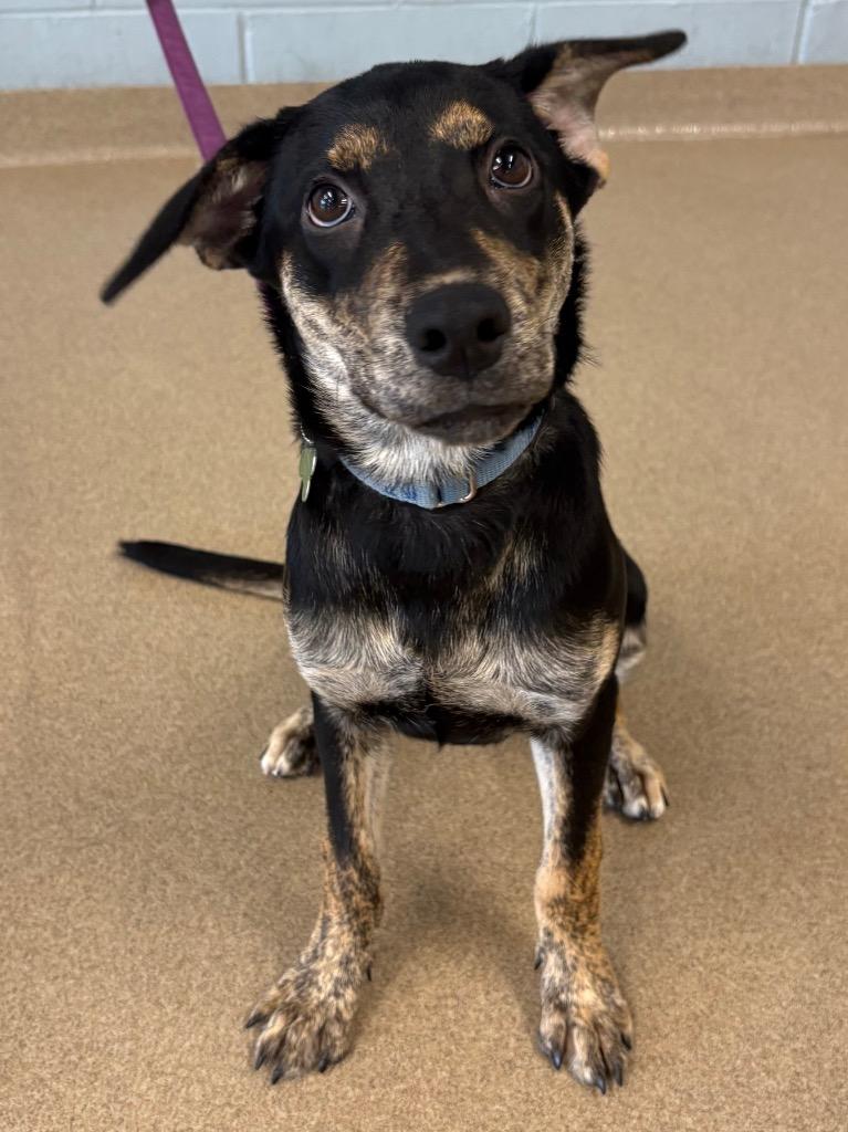 Enlarge Josie, a Adoptable mixed breed in North Syracuse, NY image 1/4