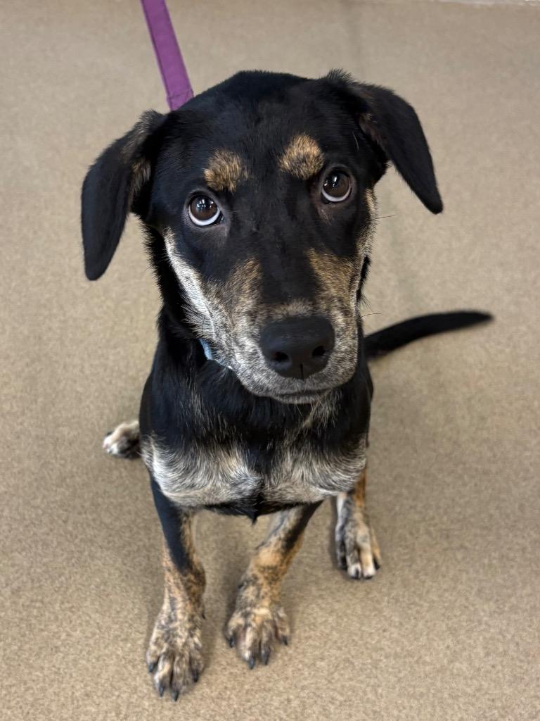 Enlarge Josie, a Adoptable mixed breed in North Syracuse, NY image 2/4