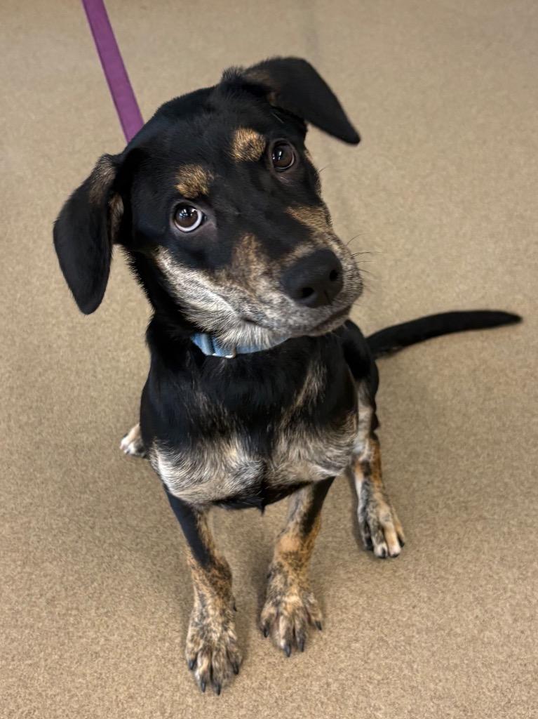 Enlarge Josie, a Adoptable mixed breed in North Syracuse, NY image 3/4