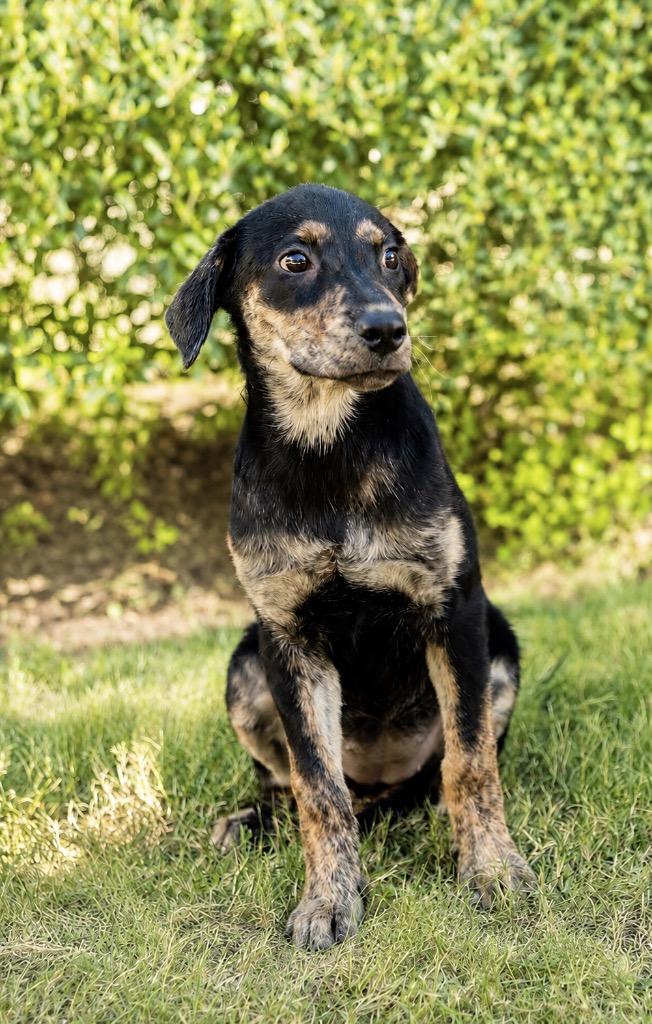 Enlarge Josie, a Adoptable mixed breed in North Syracuse, NY image 4/4