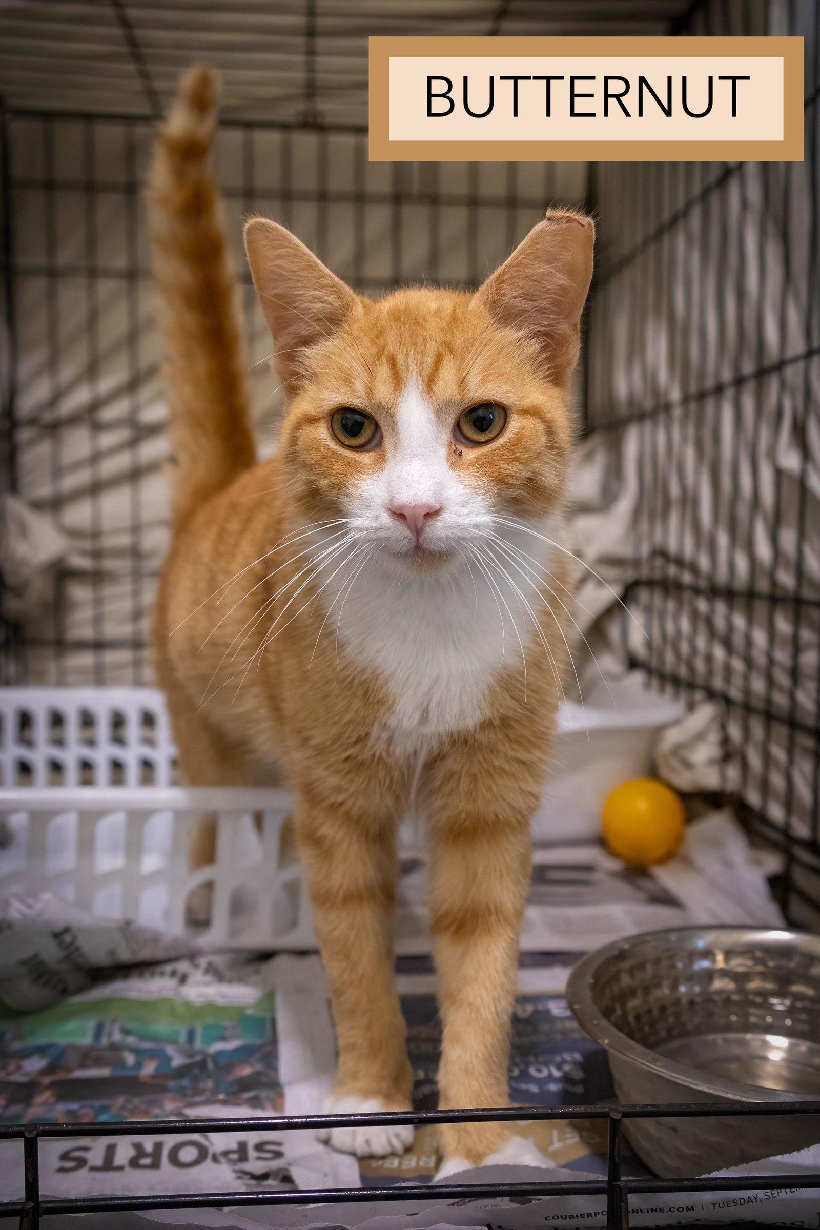 Butternut (FCID# 09/21/2026 - 53 Trainer), Adopted, Young Male Tabby & Tuxedo.
