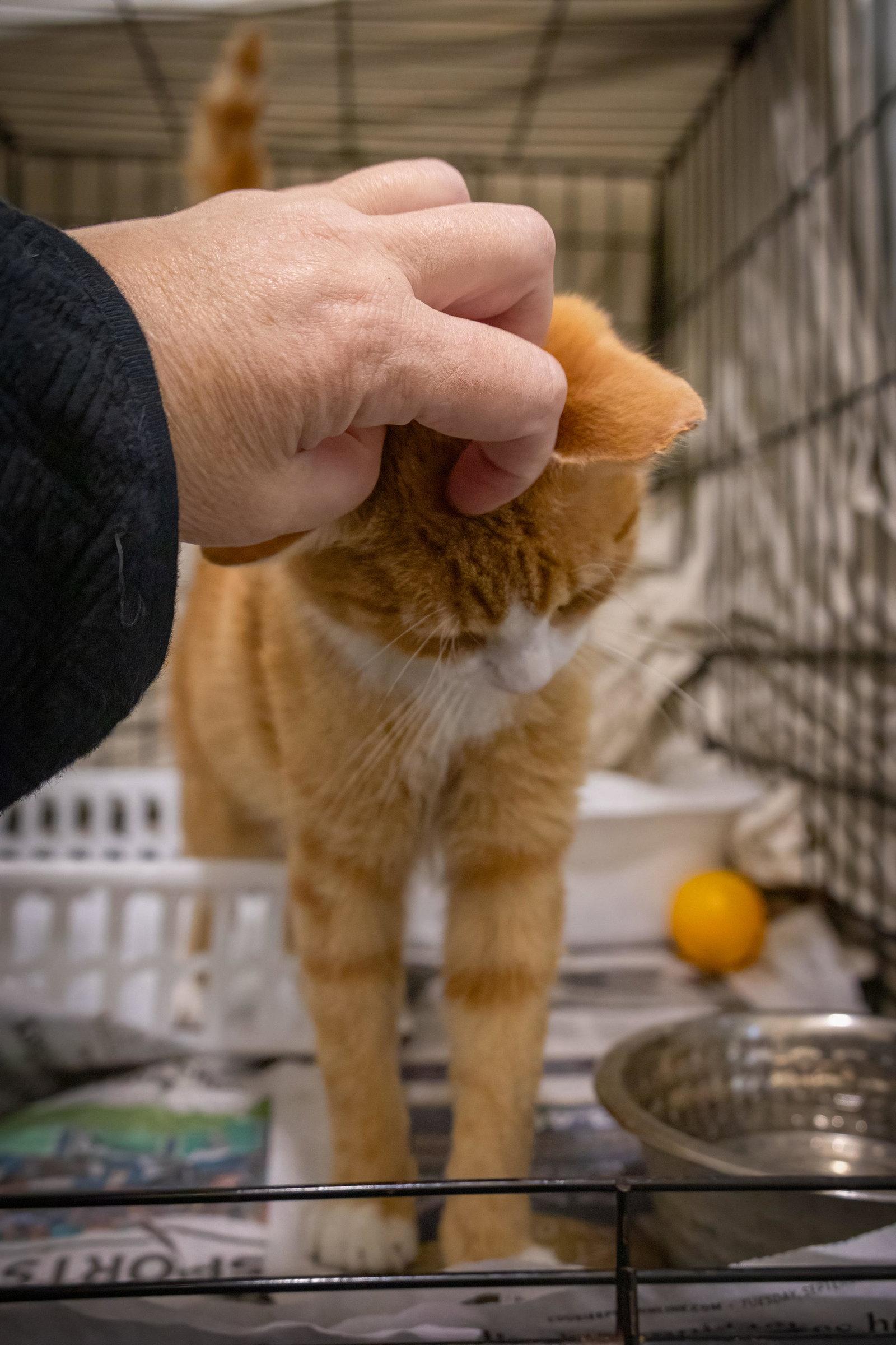 Enlarge Butternut (FCID# 09/21/2026 - 53 Trainer), a Adopted mixed breed in Greenville, DE image 2/3