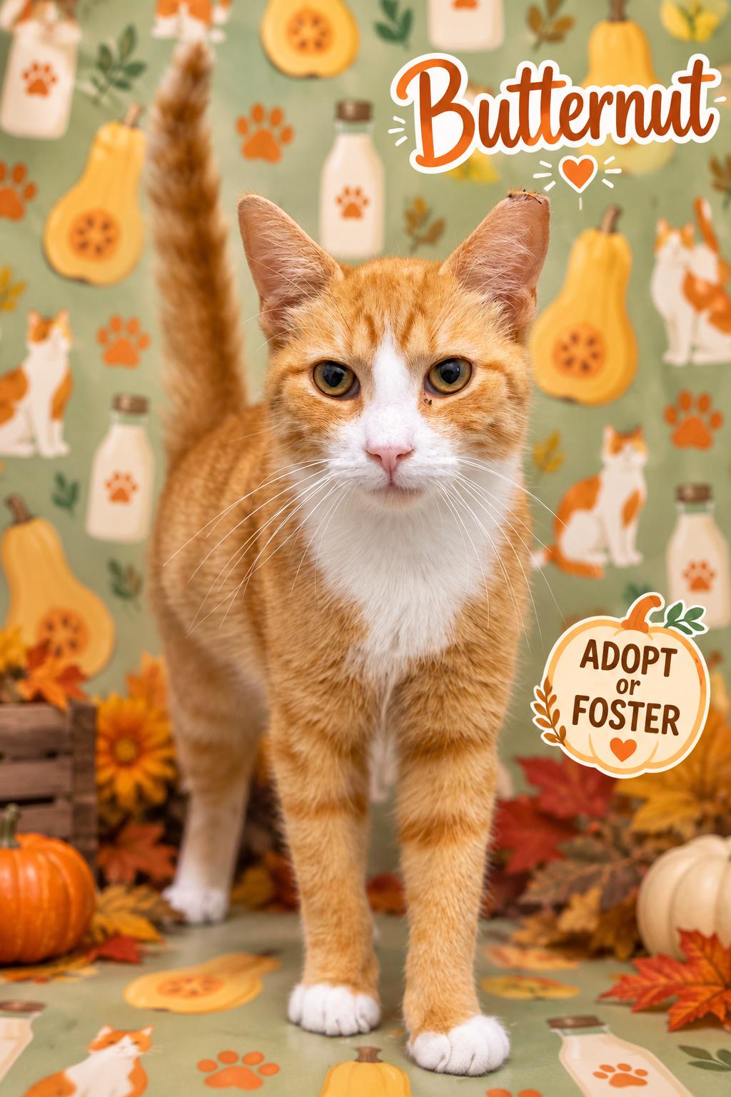 Enlarge Butternut (FCID# 09/21/2026 - 53 Trainer), a Adopted mixed breed in Greenville, DE image 3/3