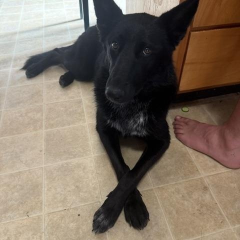 Enlarge Willow - Courtesy Listing, a Adoptable mixed breed in Corvallis, OR image 2/6
