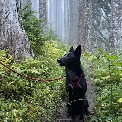 Enlarge Willow - Courtesy Listing, a Adoptable mixed breed in Corvallis, OR image 1/6
