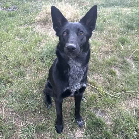 Enlarge Willow - Courtesy Listing, a Adoptable mixed breed in Corvallis, OR image 3/6