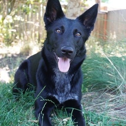 Enlarge Willow - Courtesy Listing, a Adoptable mixed breed in Corvallis, OR image 4/6