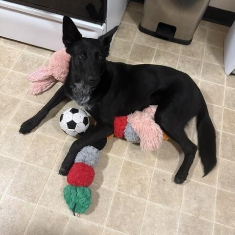 Enlarge Willow - Courtesy Listing, a Adoptable mixed breed in Corvallis, OR image 5/6