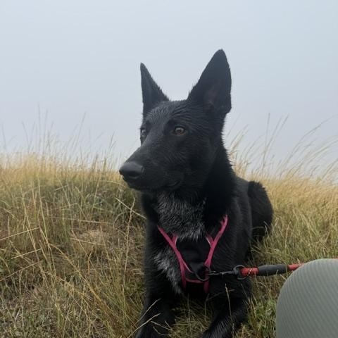 Enlarge Willow - Courtesy Listing, a Adoptable mixed breed in Corvallis, OR image 6/6