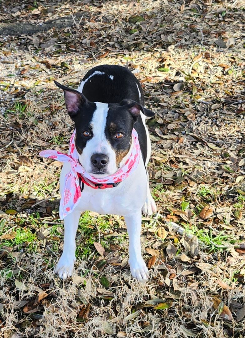 Enlarge ALEXA, a Adopted Border Terrier in Rayne, LA image 1/5