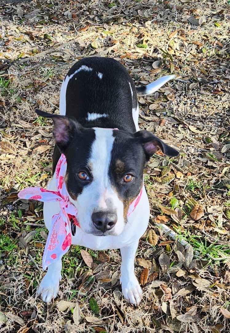 Enlarge ALEXA, a Adopted Border Terrier in Rayne, LA image 2/5