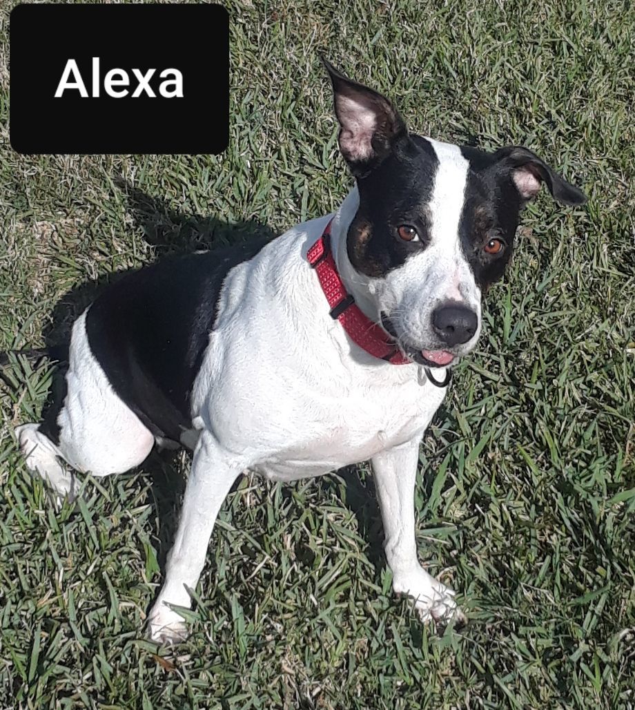 Enlarge ALEXA, a Adopted Border Terrier in Rayne, LA image 3/5