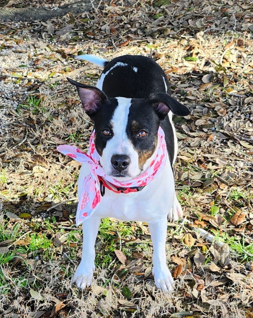 Enlarge ALEXA, a Adopted Border Terrier in Rayne, LA image 4/5