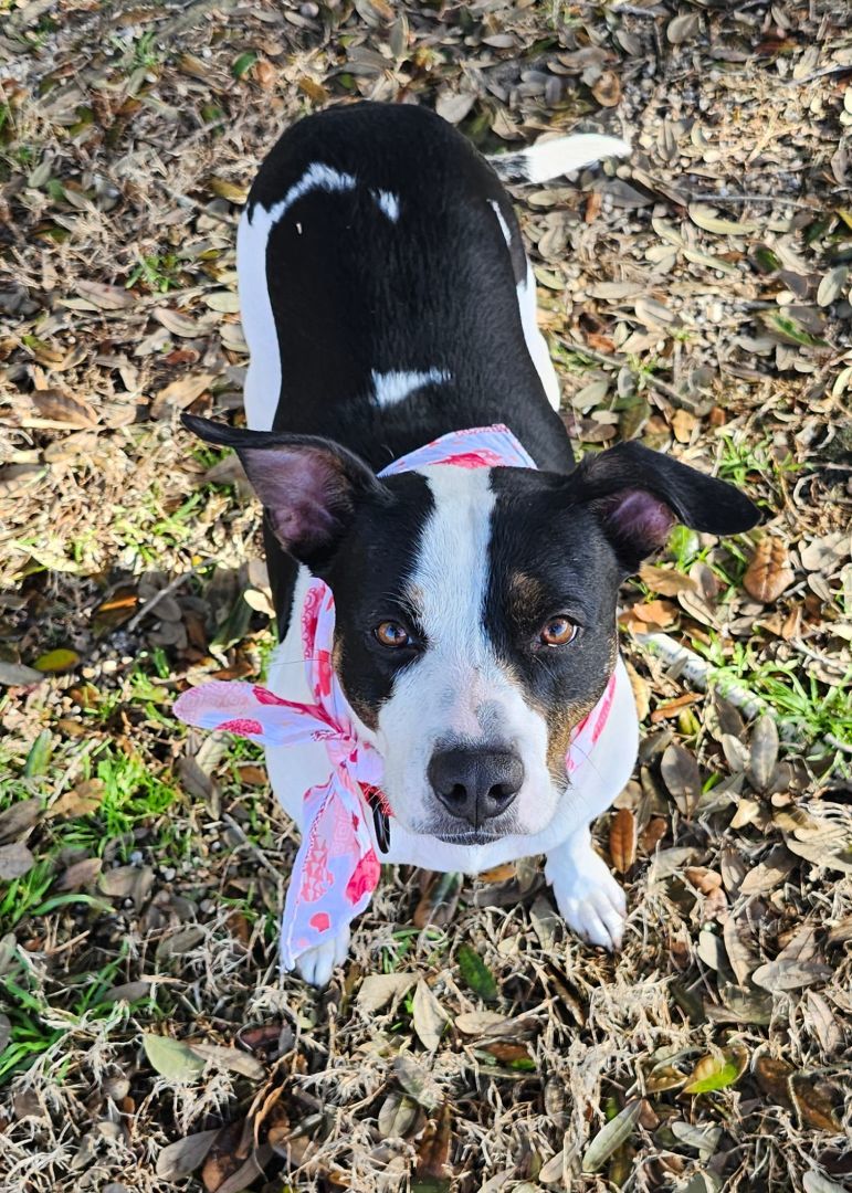Enlarge ALEXA, a Adopted Border Terrier in Rayne, LA image 5/5
