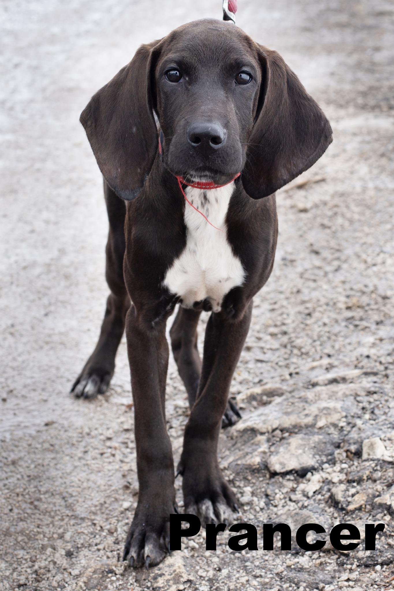 Prancer, adopted, Young Male Basset Hound & Labradoodle.