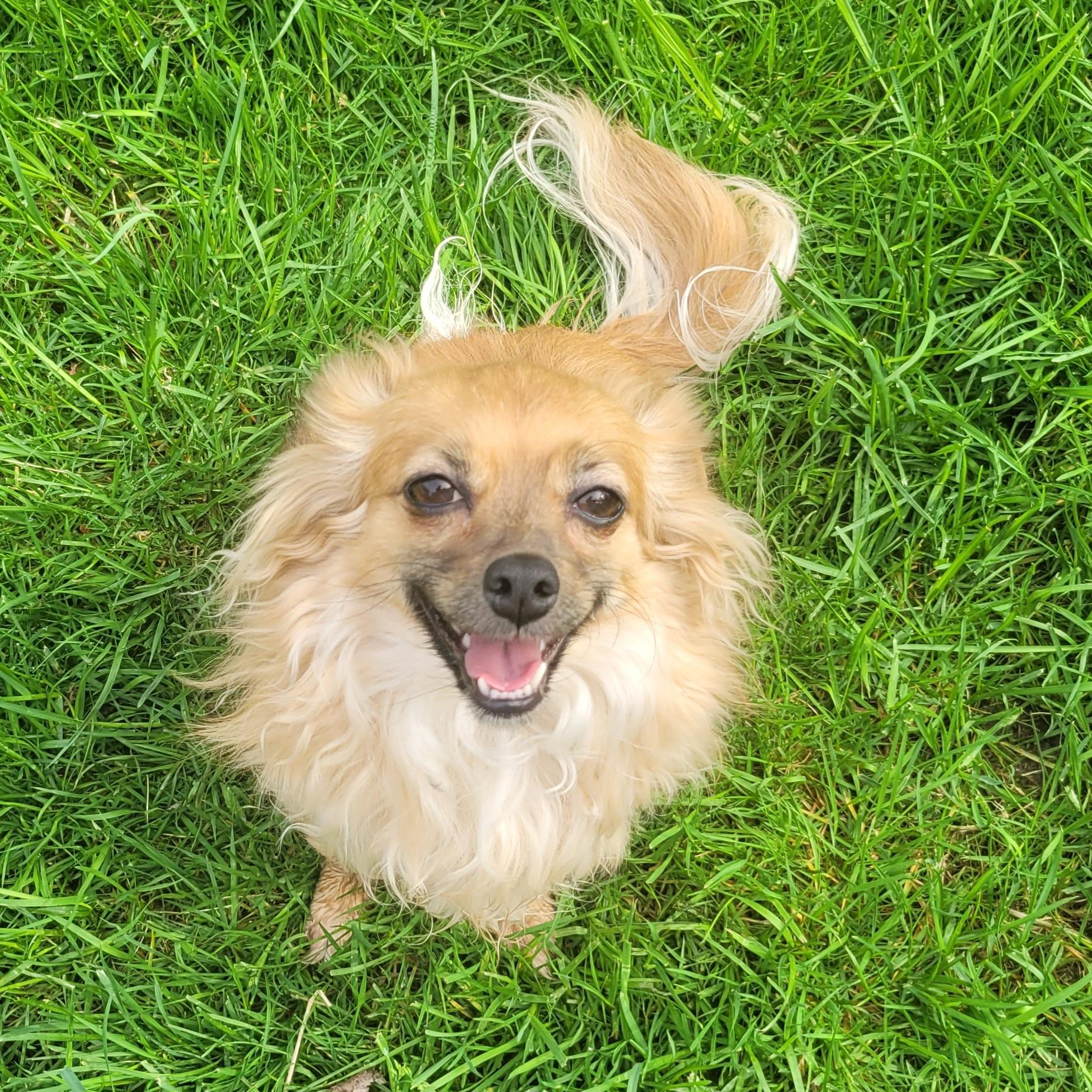 Maggie - adoption pending, Adoptable, Adult Female Chihuahua.