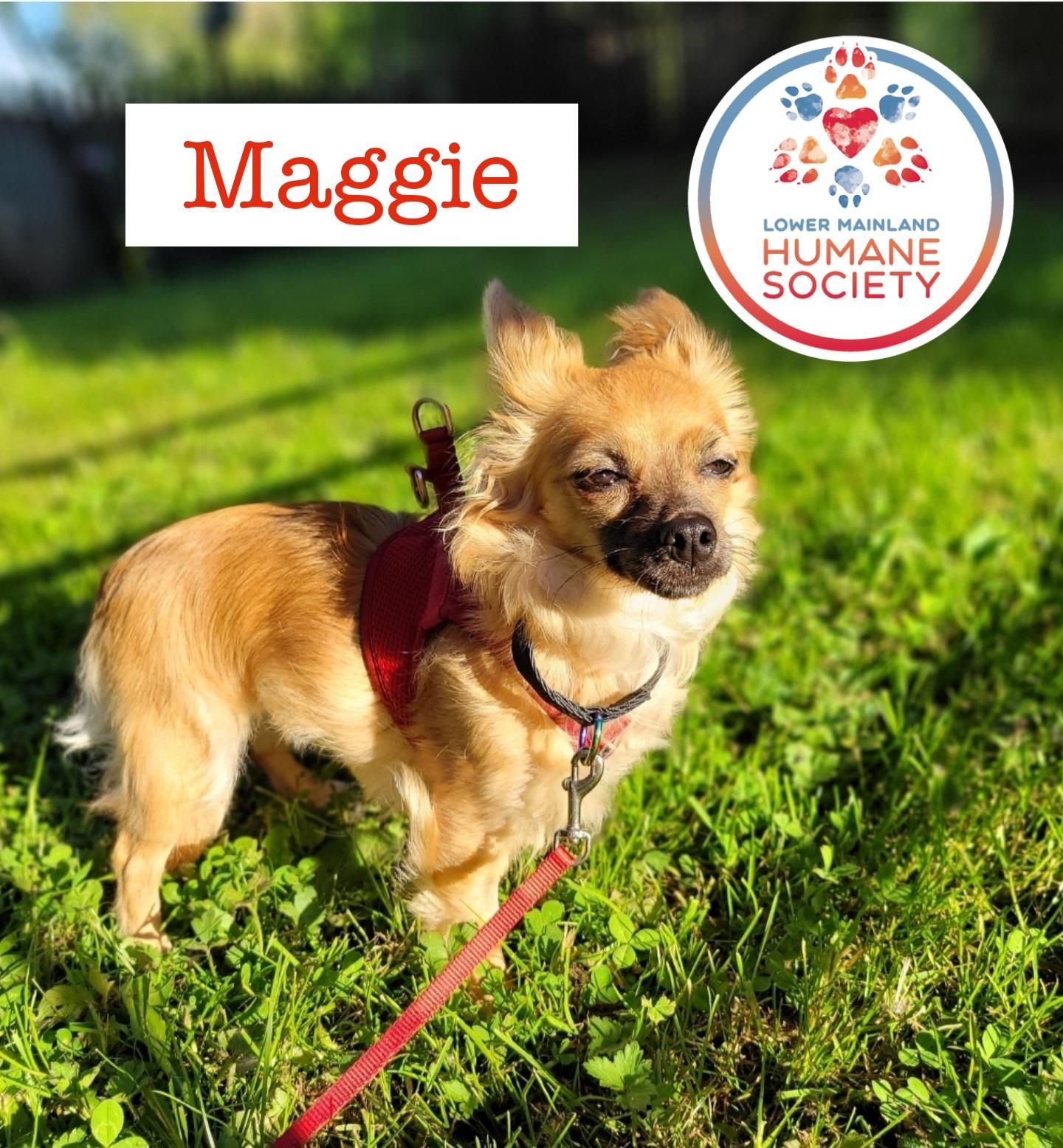 Maggie - adoption pending 2