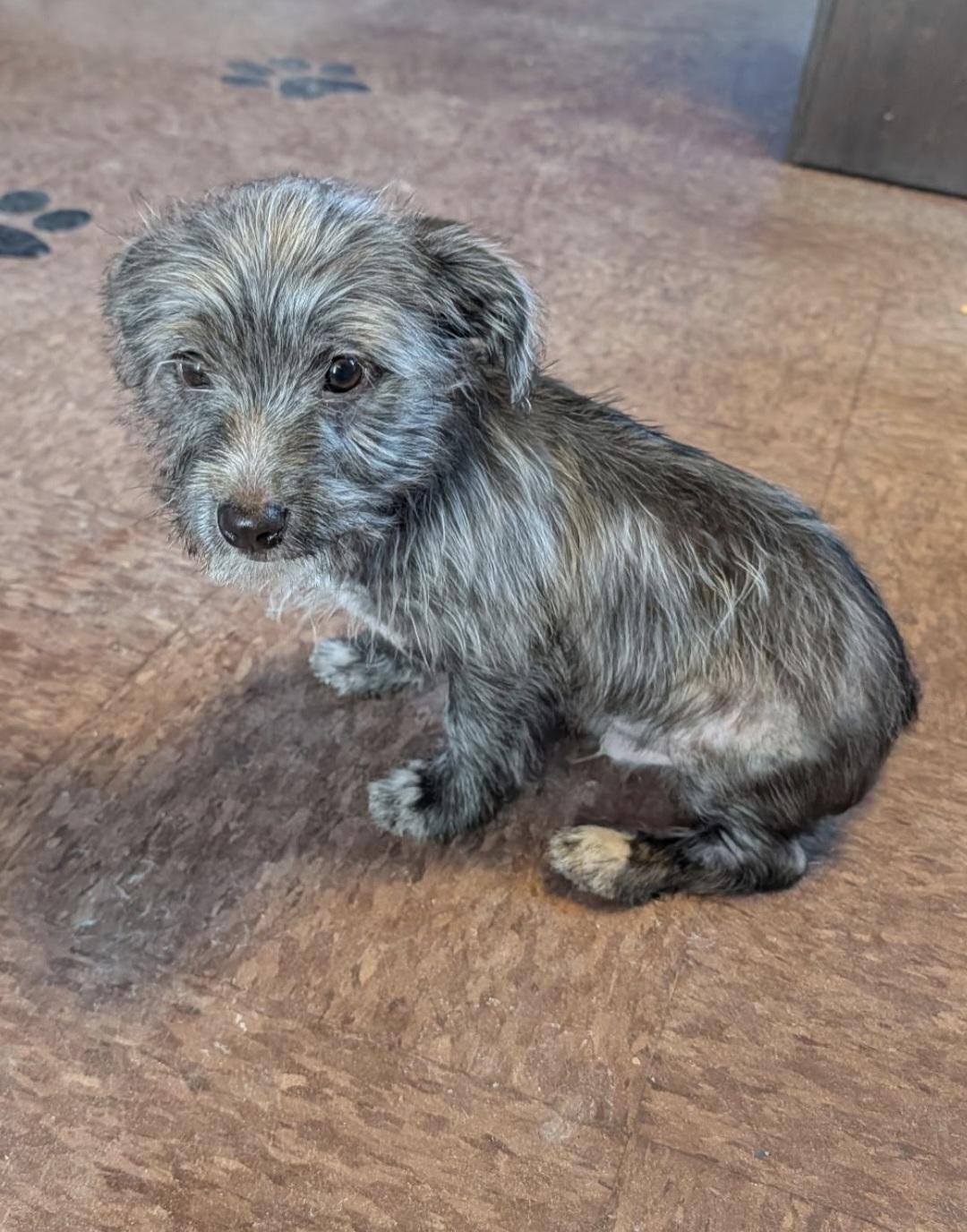Frost, Adopted, Young Male Glen of Imaal Terrier & Yorkshire Terrier.