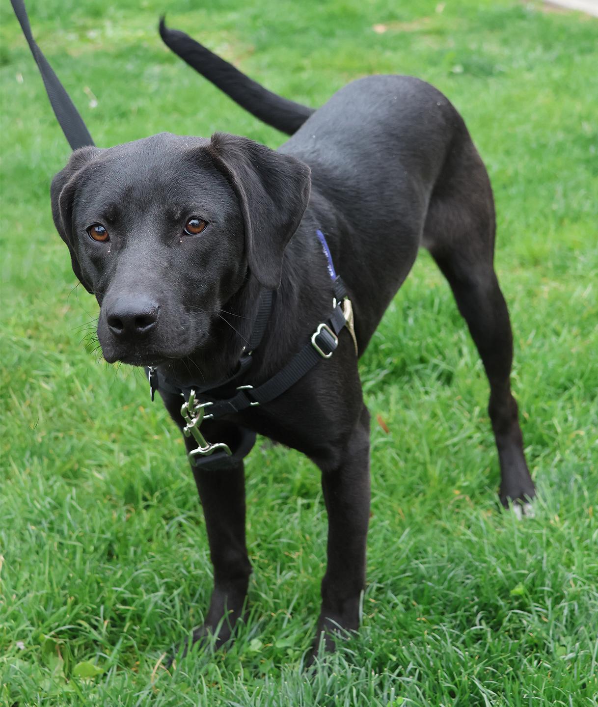 Enlarge Sabrina, an adopted mixed breed in Harrison, NY image 3/4