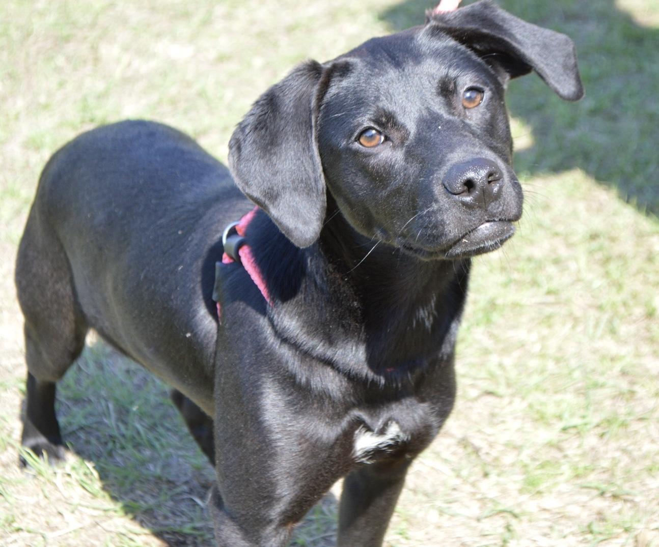 Enlarge Sabrina, an adopted mixed breed in Harrison, NY image 4/4