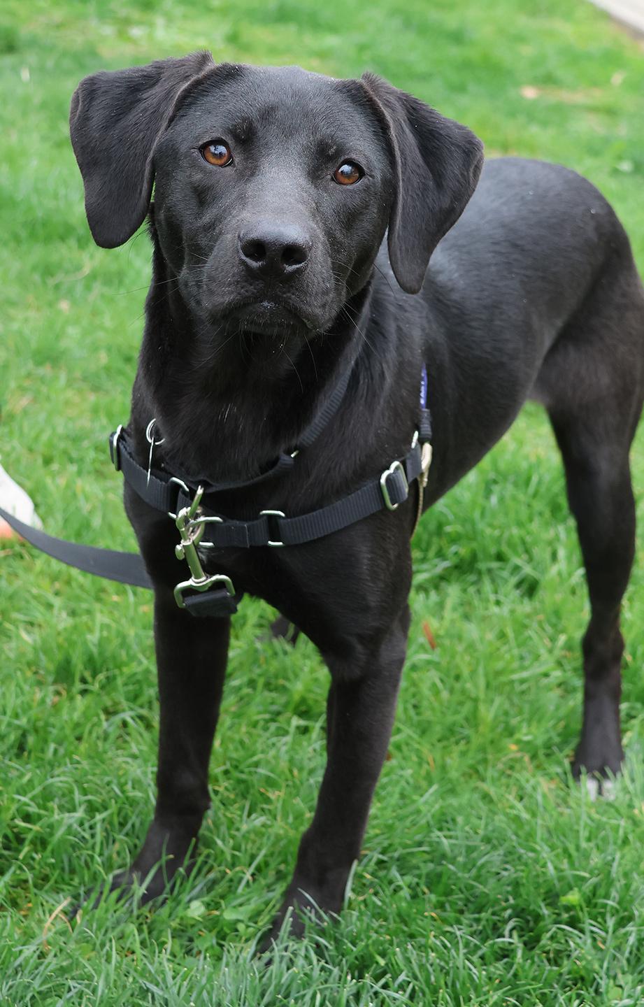 Sabrina, adopted, Puppy Female Labrador Retriever.