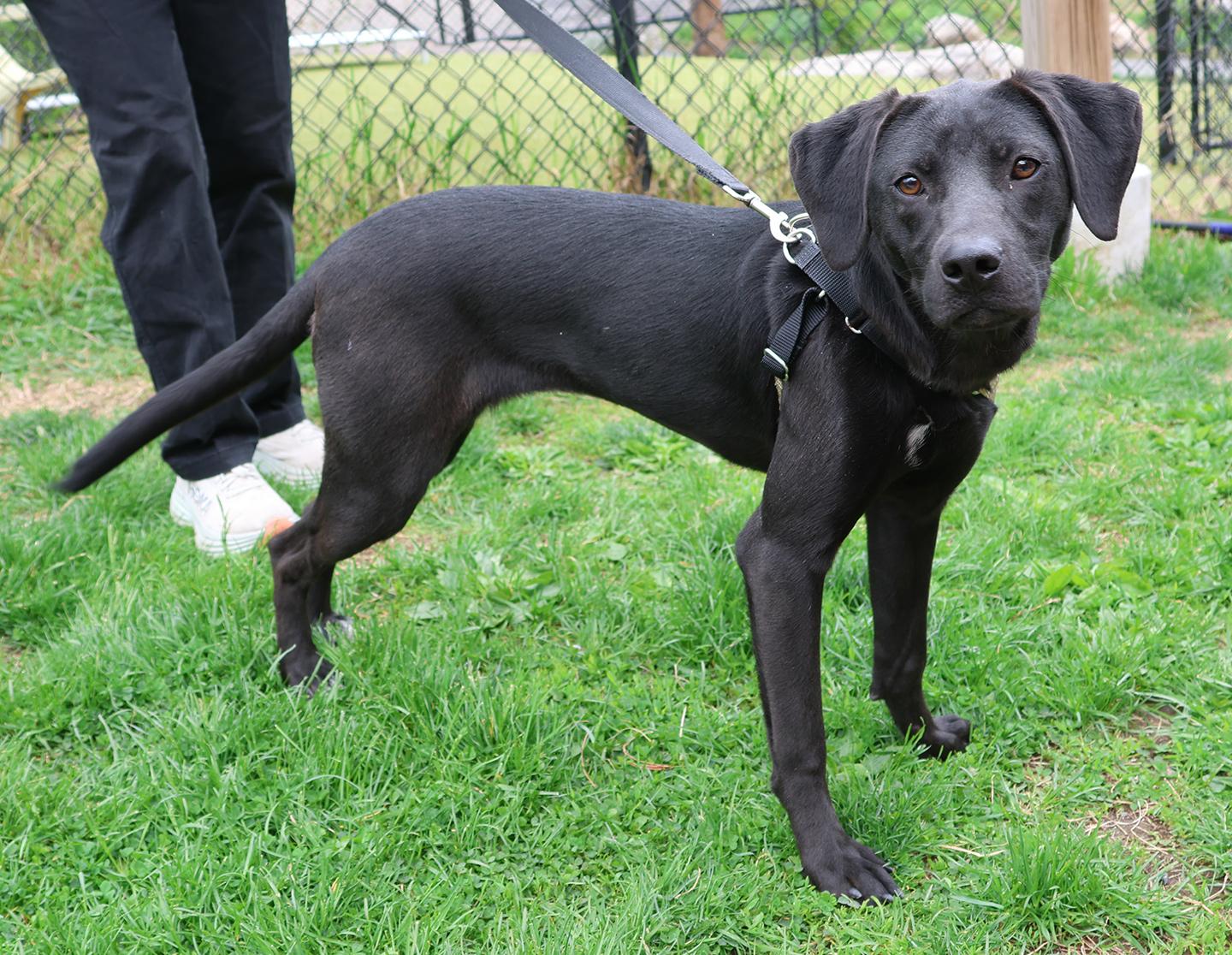 Enlarge Sabrina, an adopted mixed breed in Harrison, NY image 2/4