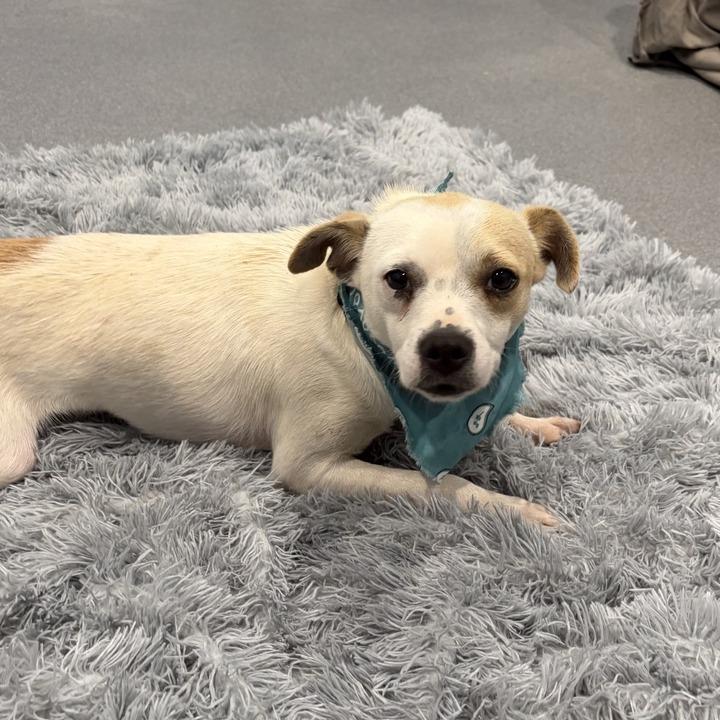 Wilbur, a Adoptable Mixed Breed in Canal Winchester, OH image 2/3