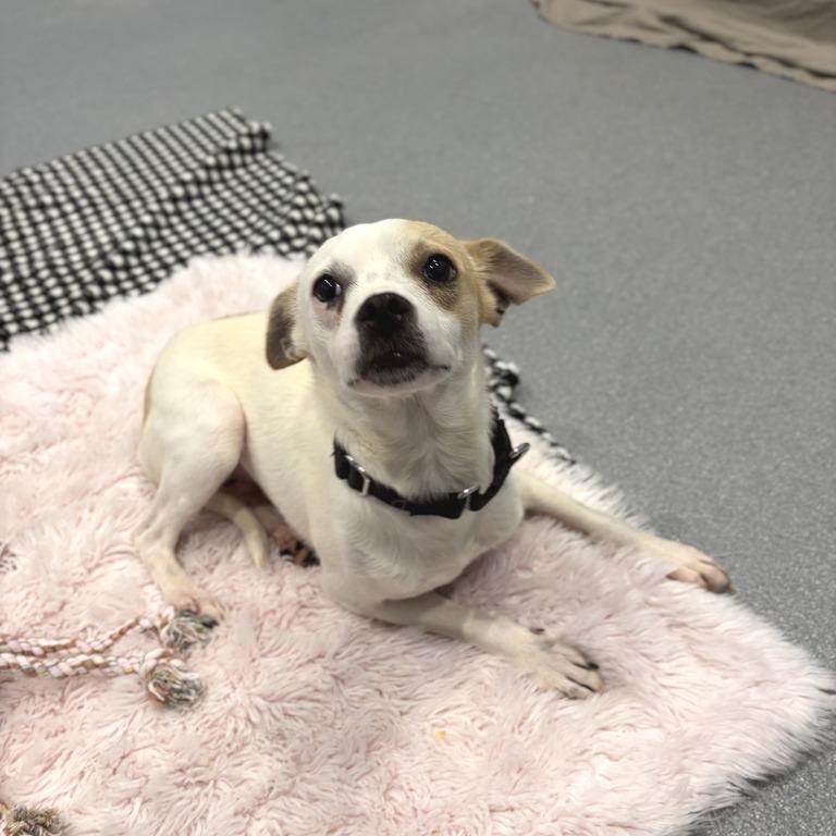 Wilbur, a Adoptable Mixed Breed in Canal Winchester, OH image 3/3