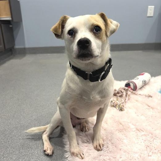 Wilbur, Adoptable, Young Male Mixed Breed.