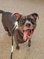 Sugar, adoptable, Adult Female Labrador Retriever.