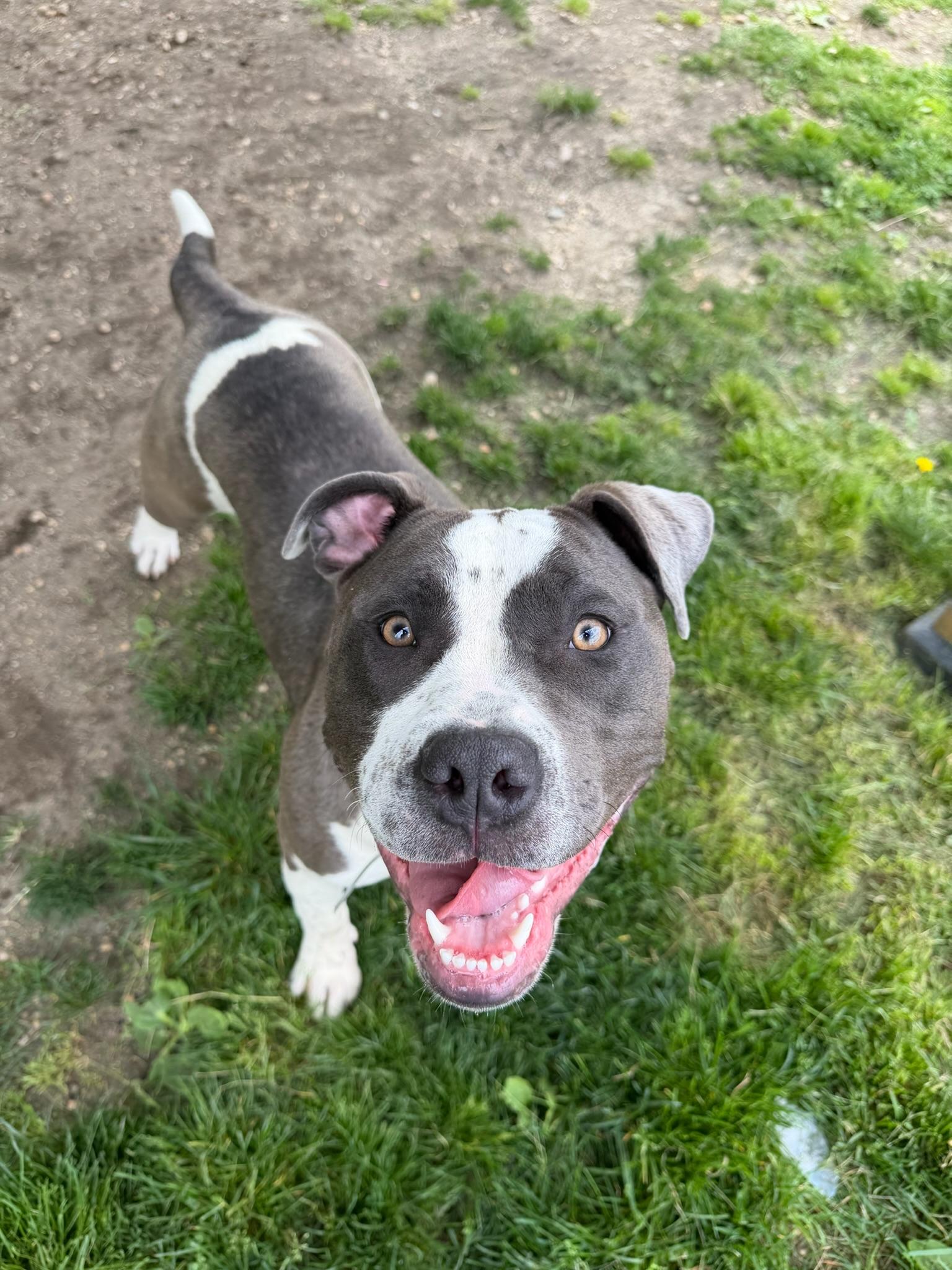 Jubilee Tag 694, ADOPTABLE, Young Female Pit Bull Terrier.